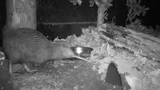 Kiwi In Nachtsafari Avifauna