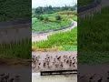 Ducklings March Creating Cute Traffic Jam #shorts #animals