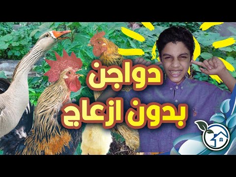 فيديو: هل الجير جيد لأقفاص الدجاج؟