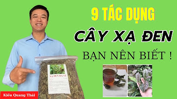 9 Tác dụng của cây Xạ Đen bạn nên biết - Kiều Quang Thái ( Thảo Dược An Việt )