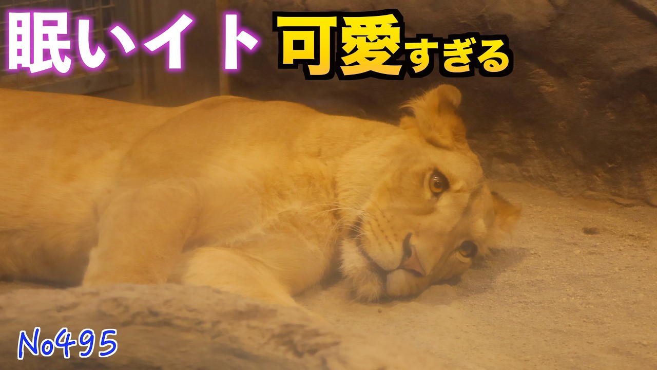 No.495 Sleepy Ito is too cute | Two lions in a quiet morning at