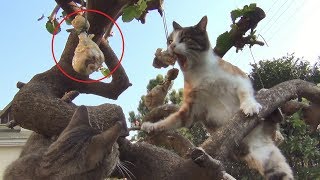 Cats Vs The Tree Of Drumsticks