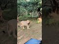 Young asiatic lion gujarat