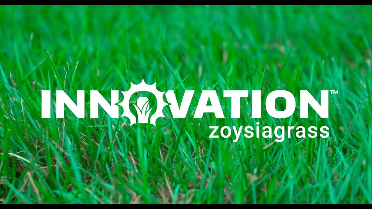 Innovation Zoysia for Home Lawns - YouTube