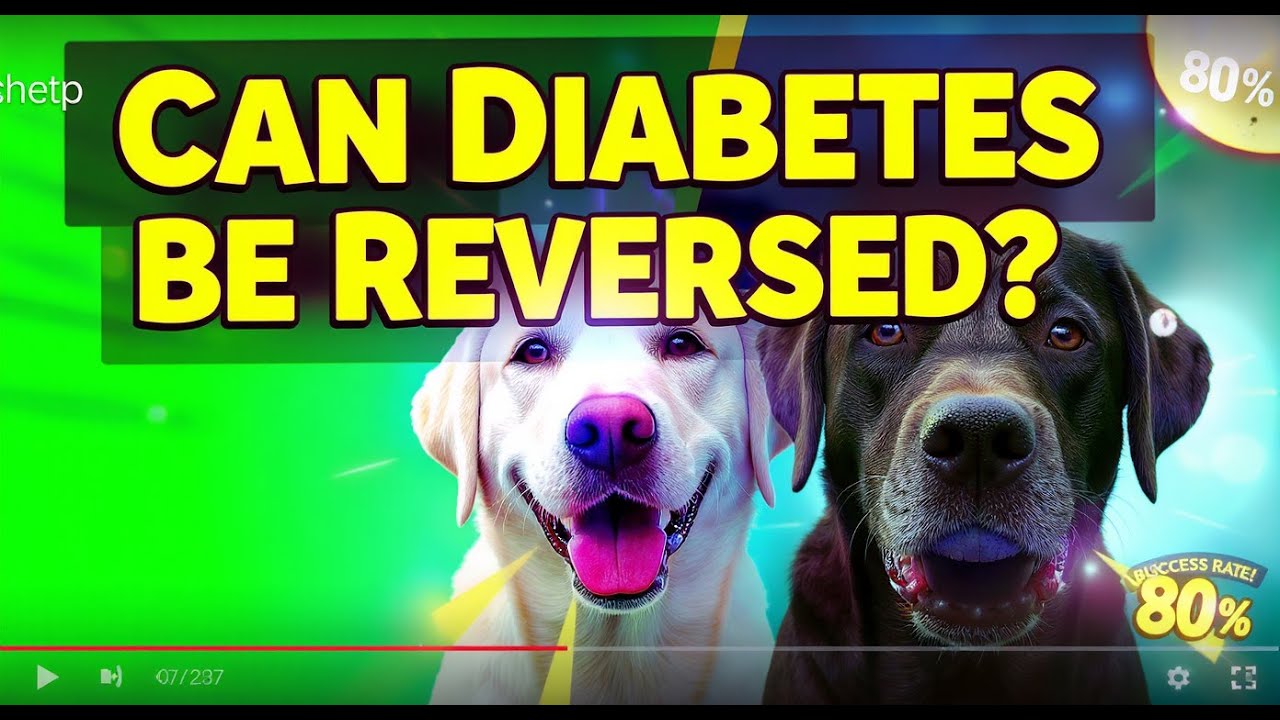 Can Diabetes in Dogs Be Reversed? A Comprehensive Guide