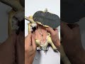 このカメは不老不死になりました🐢#shorts