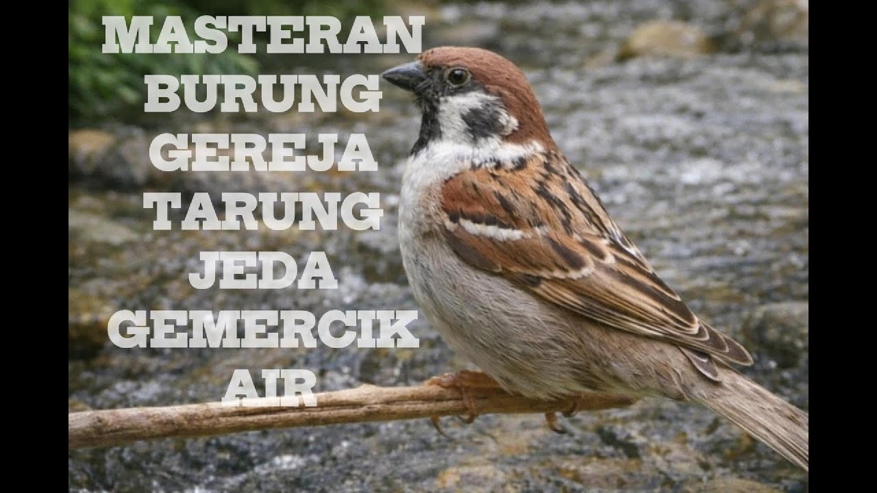 MASTERAN BURUNG GEREJA TARUNG JERNIH JEDA GEMERCIK AIR