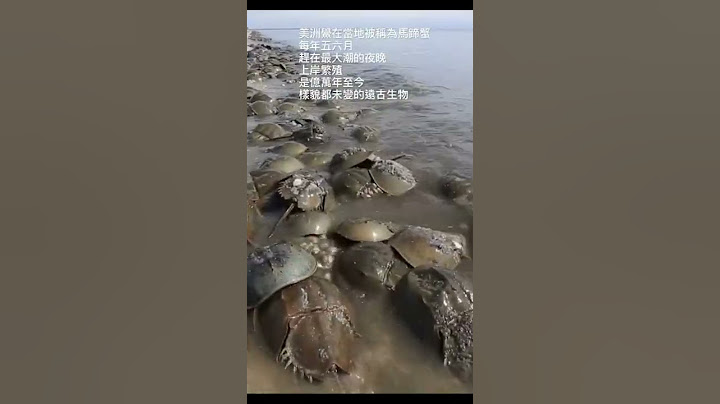 美洲鲎繁殖｜#shorts 短片｜公视我们的岛 - 天天要闻