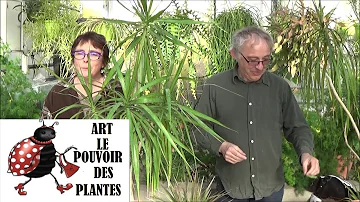 Quel Terreau Pour Dracena