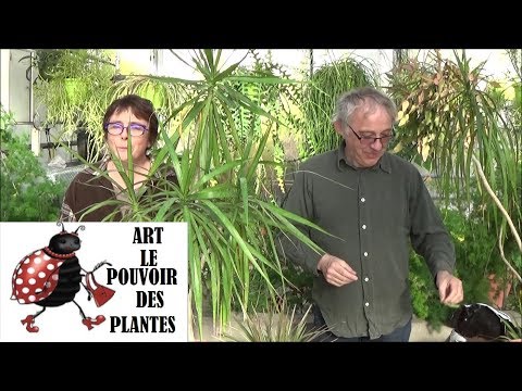 Vidéo: Est-il possible de garder dracaena à la maison - signes et superstitions. Types et noms de maison dracaena