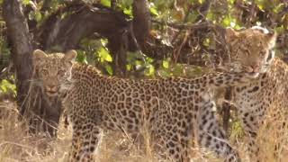 Leopard Mommy and Two Gorgeous Cubs