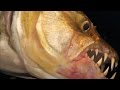 Andy and the Tiger Fish Experience
