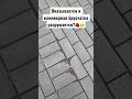 Разрушение дорогого тротуарного клинкера🧱 Все не вечно🤔 #брусчатка #тротуарнаяплитка #дорожки #сад