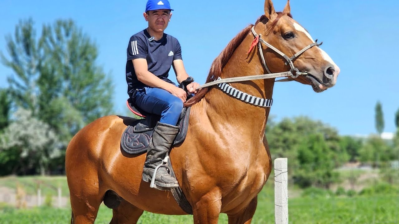 ЗОЛОТОЙ ДОНЧАК ЗАКАДАН 🔥3 мая 2025 г.