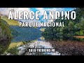 Parque Nacional Alerce Andino Chaicas: Trekking 11 kms 🇨🇱