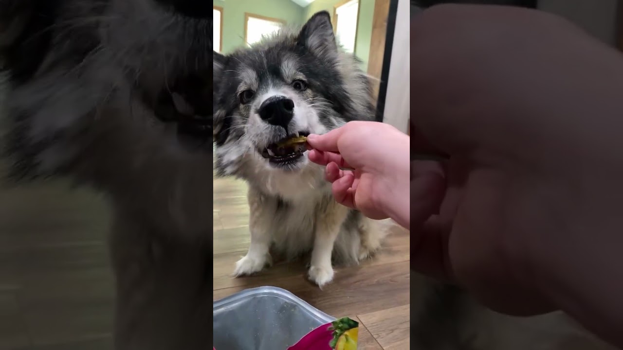 Tail Wags Incoming! 🐕💨