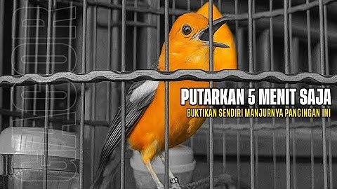 Masteran Anis Merah Gacor Terbaru 2025 | Sangat Cocok Untuk Memancing AM Bisu