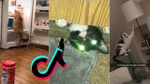 Video 11011511: best funniest cat, cat cute funny, cat lovers, cat living, compilation