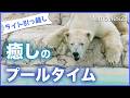 ライト初体験の放飼場へ!旧世界の熊館で見せた気持ちよさそうな水浴【ノーカット】今のプール事情~Light the Polar Bear in the pool