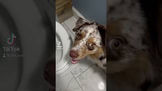 ‍♀ #australianshepherd #aussie #dog #puppy #funnydogvideo