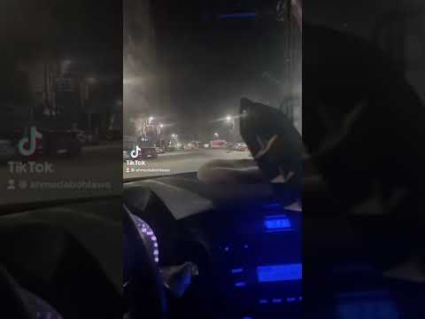 قولوا للي باع مليون وداع فيديوهات تيك توك حالات واتس