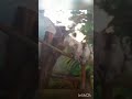 Потешная миниатюрная обезьянка