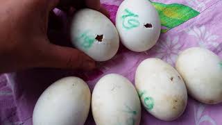 Вылуп индоутят. 34 -й день инкубации индоутиных яиц. ЧАСТЬ 1