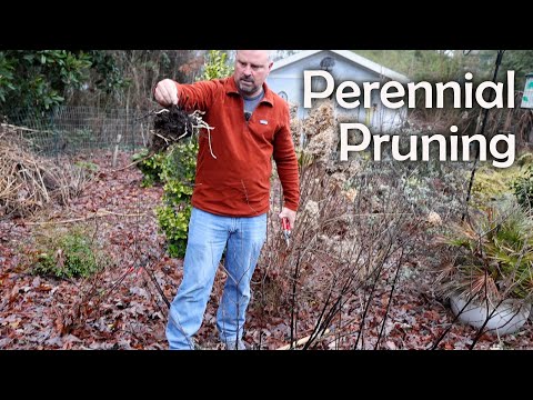 Perennial Plant Pruning - Making New Plants