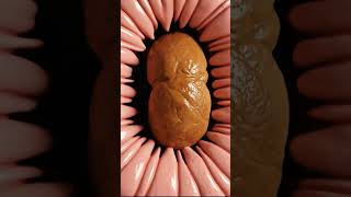 you Wont Believe Whats Blocking Your Gut  3d Explained  Gut Health Animation Usa