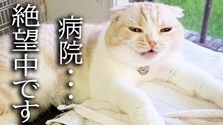 訳あって猫に「病院行くよ」と言った結果こうなりました...