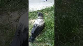 Nestling hooded crow/ Слеток серой вороны #shorts