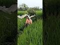 Wild Heron Hunting Adventure in the Fields