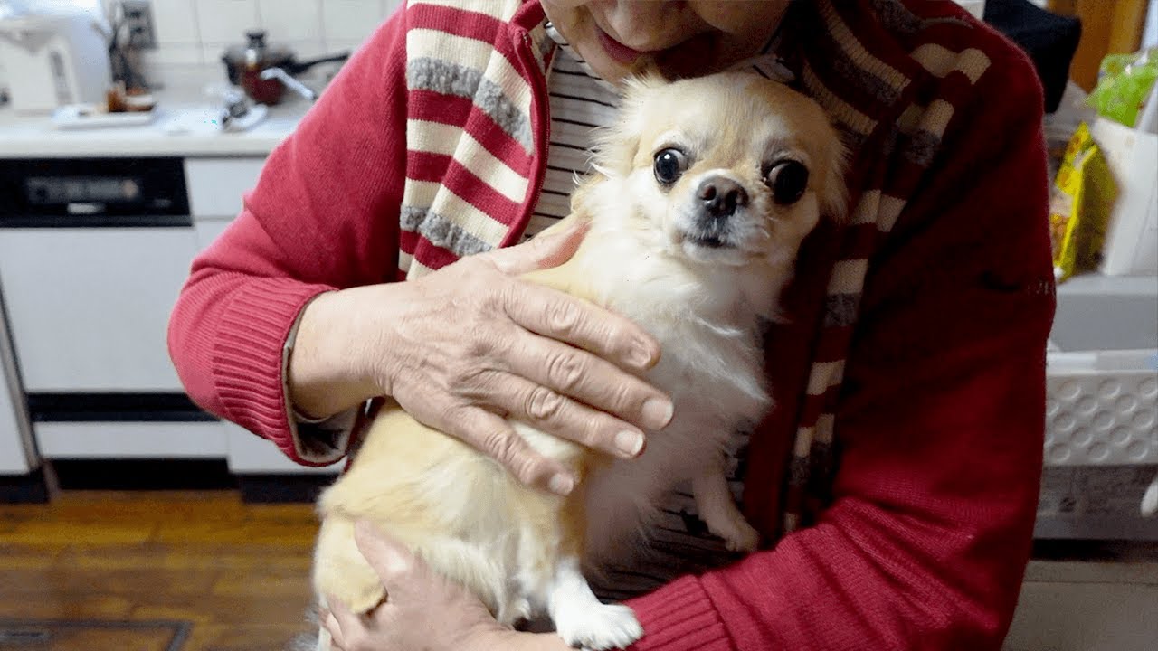 犬（チワワ）が久しぶりに母と再会し興奮が止まらない姿がこちらです