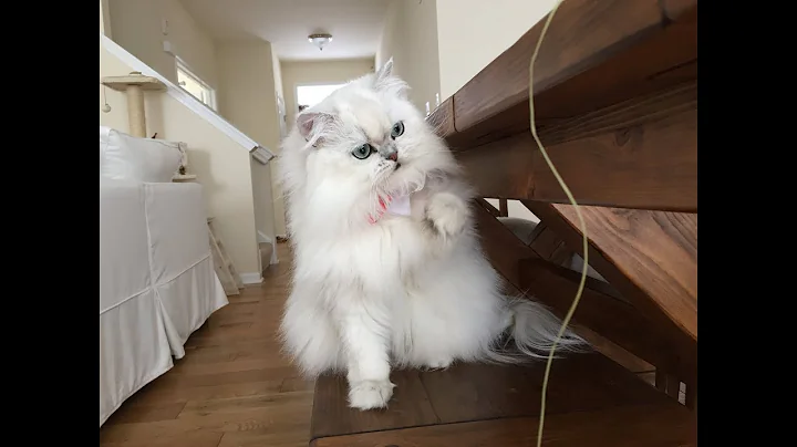 Watch the video about Doll Face Persian, Chinchilla Silver