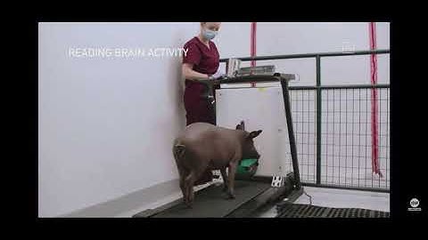 Lab #1 web project video