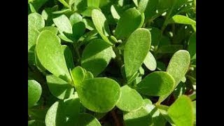 4 فوائد للبقلة او الرجلة  لكنها ممنوعة فى حالتين||4 benefits of  purslane but banned in two cases