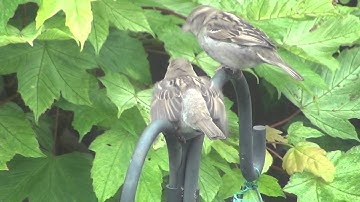 House Sparrow Fledgling