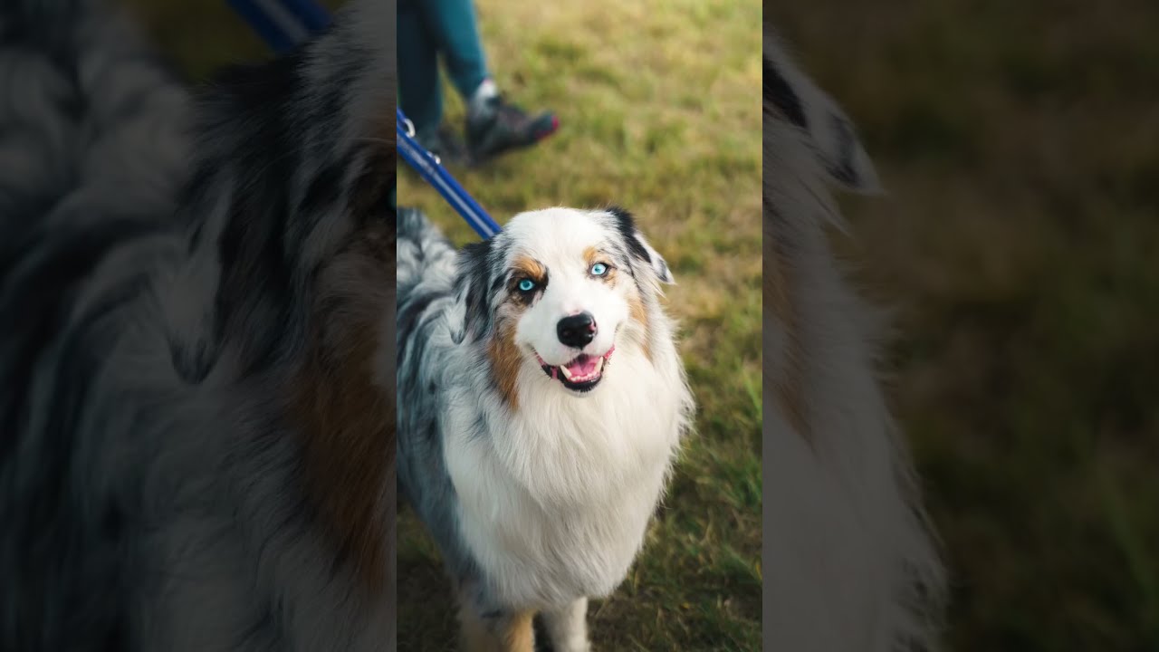 Photographer Enters DOG HEAVEN Pov Photography Dogs