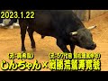 しんちゃん(元：真希龍）ｘ戦勝荒鷲寿寛號(元：57代目 賢松雅篤伸号) 2023.1.22　【沖縄闘牛】