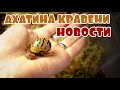 Улитки Ахатина Кравени 🐌Что нового? 🤔 Пополнение😳