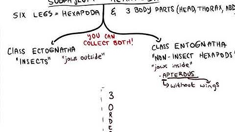 General Entomology: Basic Insect taxonomy