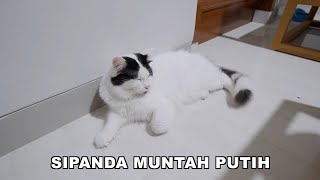 Perawatan SIPANDA Sakit (Muntah Putih)