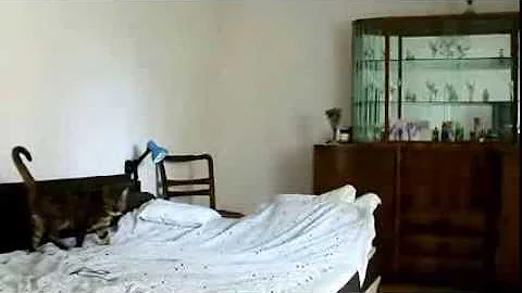 Video 644351: bengal cat playing, jumping bengal