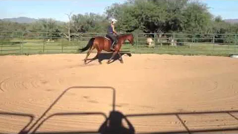 J three gates long rein - Balance