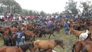 Isto e o Curro Mougas 2013