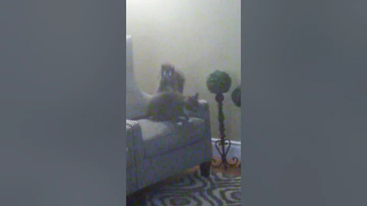My cats 2017