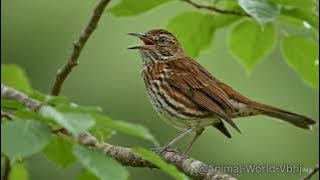 Brown Thrasher The Master Mimic of the Thicket! 🐦🎶#BrownThrasher#BirdFacts#WildlifeShorts#Nature
