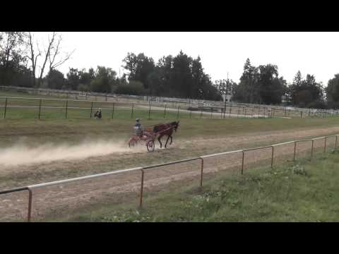 Локотской конный завод. Молодняк 2012 г.р.