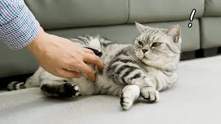 The reactions when rubbing cats' bellies