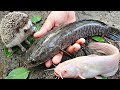 Ikan Gabus Jumbo Mengintai, Tapi yang Lebih Dulu Keluar